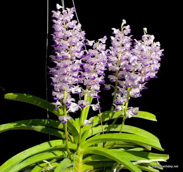 Ảnh Gái Xinh Giống Thật - Những Hình Ảnh Đáng Yêu 41