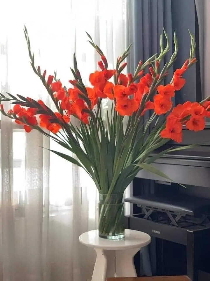 Cách cắm hoa lay ơn ngày Tết: Ý tưởng đẹp cho không gian của bạn 11