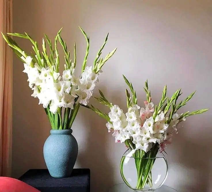 Cách cắm hoa lay ơn ngày Tết: Ý tưởng đẹp cho không gian của bạn 14