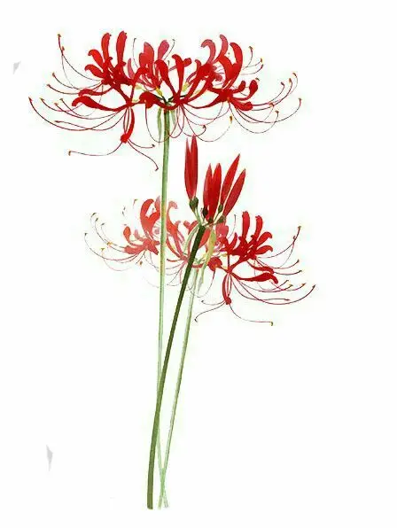 Hoa Bỉ Ngạn Hình Xăm – Sự Kết Hợp Giữa Sắc Đẹp Và Nỗi Buồn 62