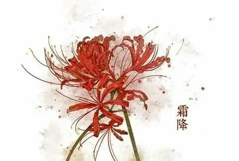 Hoa bỉ ngạn và cô gái - Hình ảnh thơ mộng và sâu lắng 19