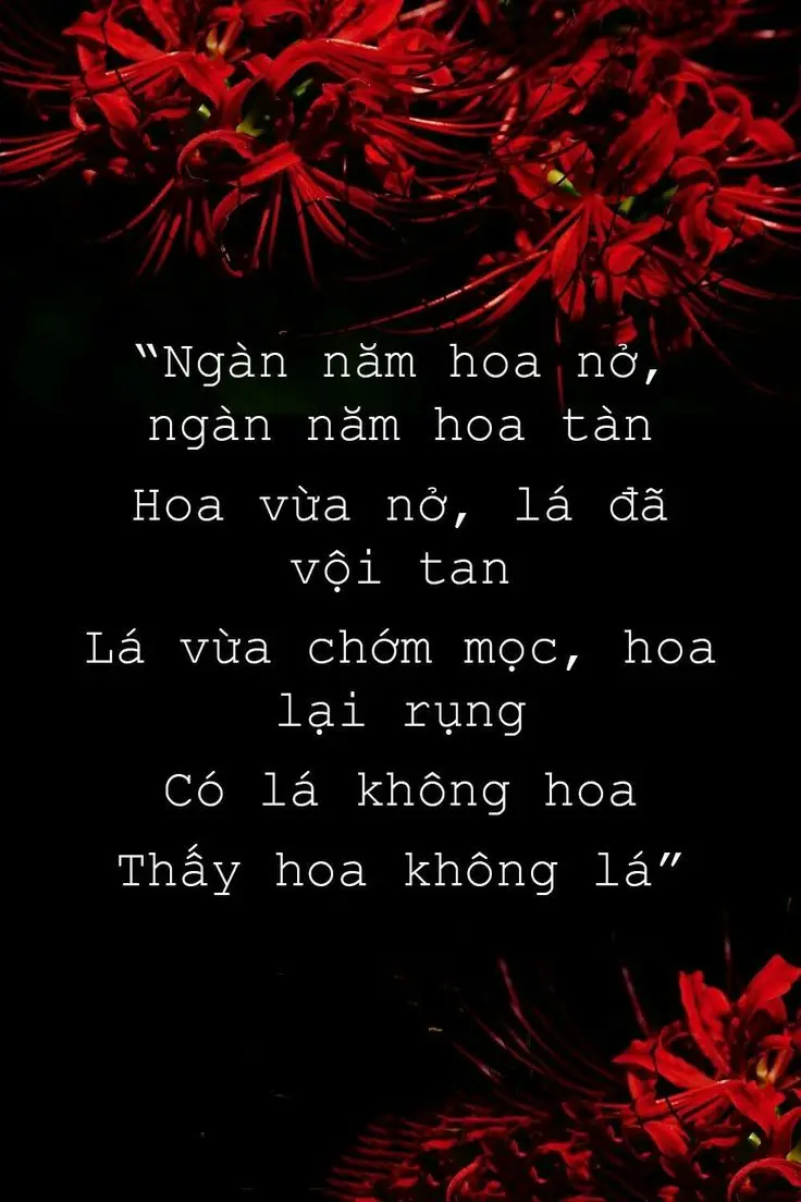 Hoa bỉ ngạn và cô gái - Hình ảnh thơ mộng và sâu lắng 24