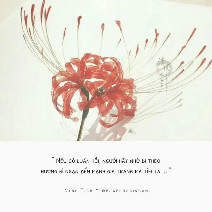 Hoa bỉ ngạn và cô gái - Hình ảnh thơ mộng và sâu lắng 25