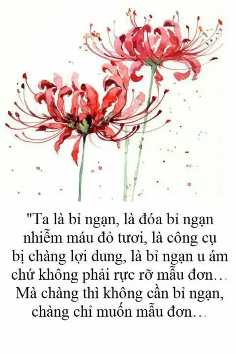 Hoa bỉ ngạn và cô gái - Hình ảnh thơ mộng và sâu lắng 44
