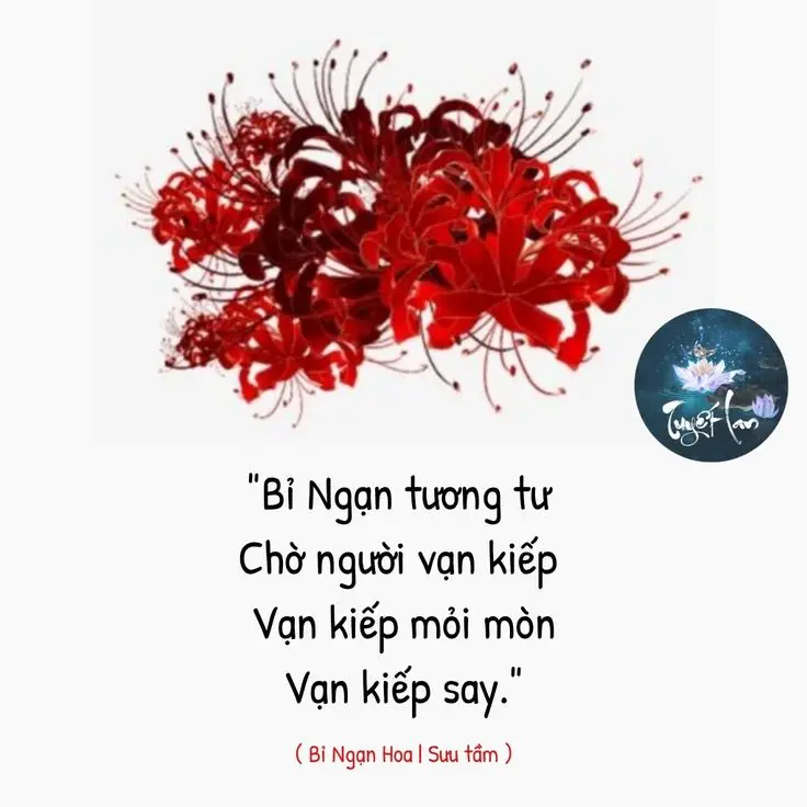 Hoa bỉ ngạn và cô gái - Hình ảnh thơ mộng và sâu lắng 49