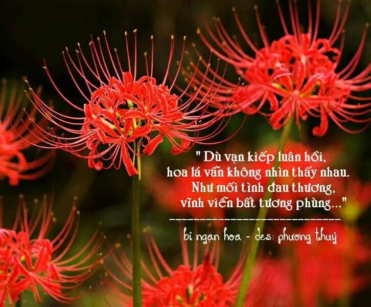 Hoa bỉ ngạn và cô gái - Hình ảnh thơ mộng và sâu lắng 51