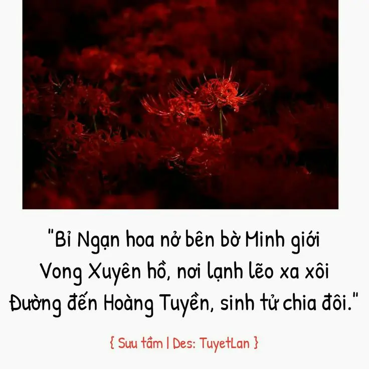 Hoa bỉ ngạn và cô gái - Hình ảnh thơ mộng và sâu lắng 65