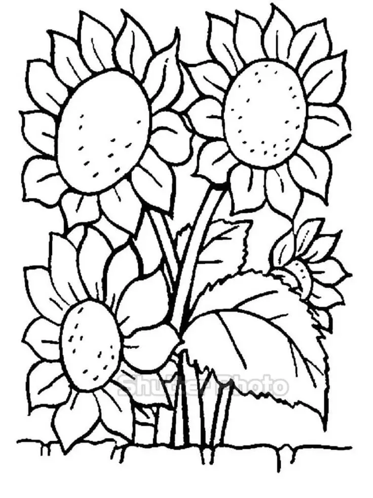 Hoa Hướng Dương Tô Màu - Nguồn Cảm Hứng Từ Thiên Nhiên 1