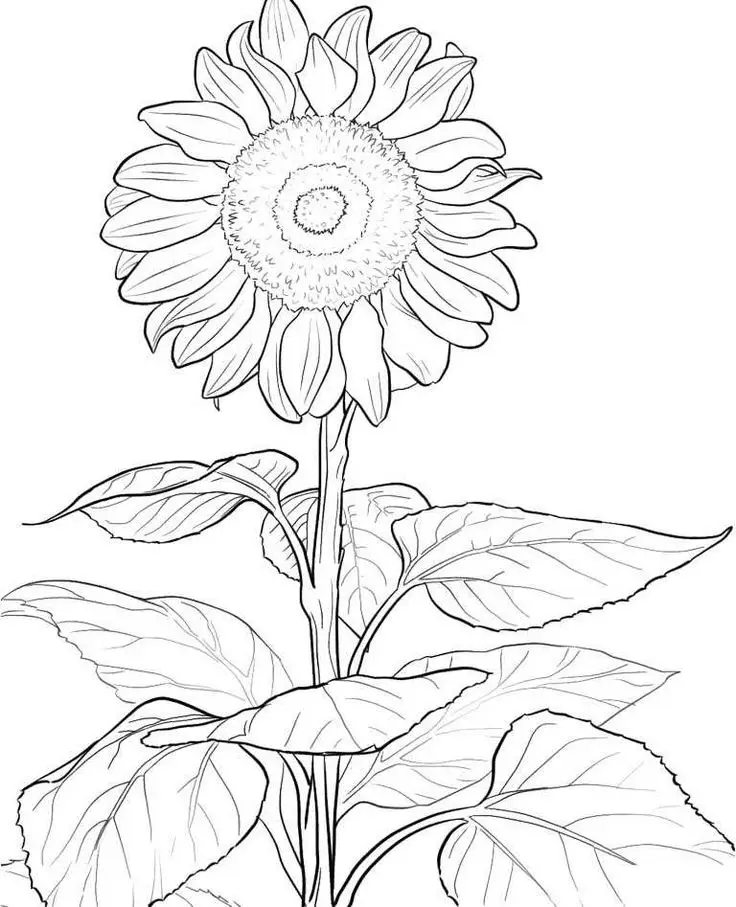Hoa Hướng Dương Tô Màu - Nguồn Cảm Hứng Từ Thiên Nhiên 20