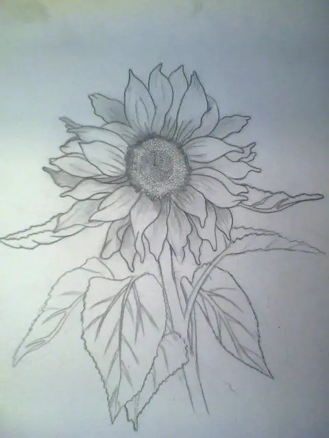 Hoa Hướng Dương Tô Màu - Nguồn Cảm Hứng Từ Thiên Nhiên 60