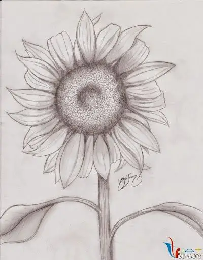 Hoa Hướng Dương Tô Màu - Nguồn Cảm Hứng Từ Thiên Nhiên 61