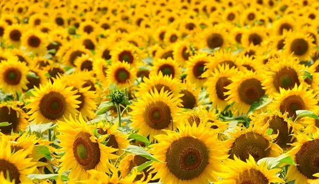 Tải Ảnh Hoa Hướng Dương Đẹp Nhất: Bộ Sưu Tập Đáng Chiêm Ngưỡng 7