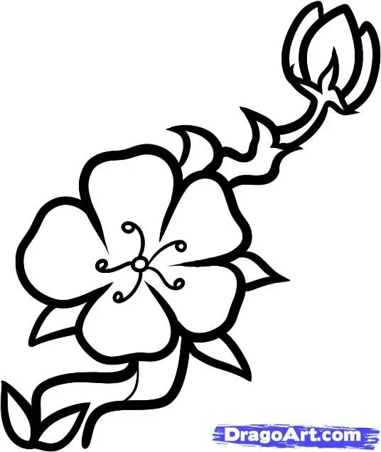 Tô Màu Hoa 5 Cánh Rực Rỡ Sắc Màu 3