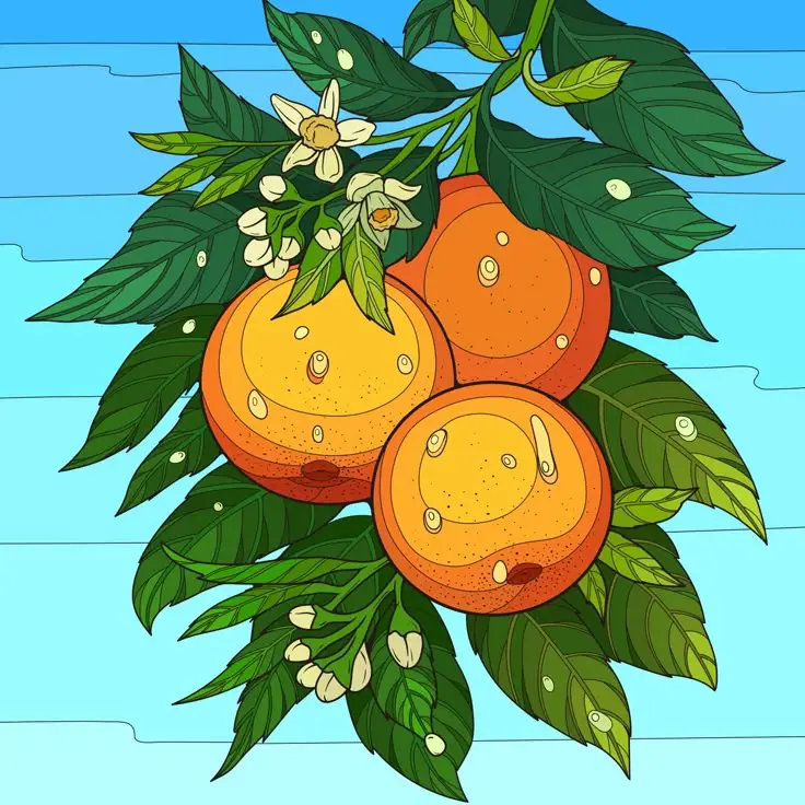 Tô Màu Hoa 5 Cánh Rực Rỡ Sắc Màu 46