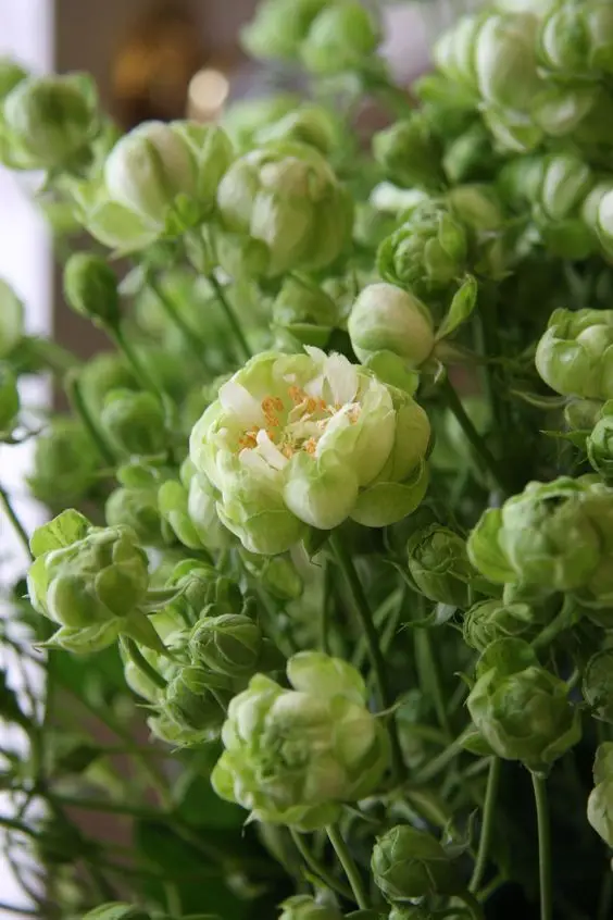 Tô Màu Hoa 5 Cánh Rực Rỡ Sắc Màu 53