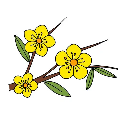 Tranh tô màu cành hoa mai - Tô màu đón Tết Nguyên Đán 2