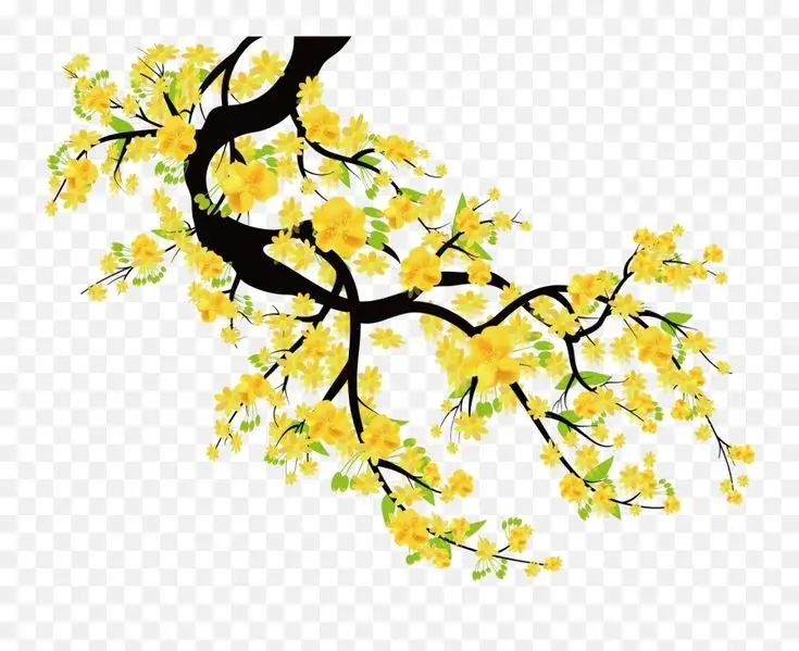 Tranh tô màu cành hoa mai - Tô màu đón Tết Nguyên Đán 17