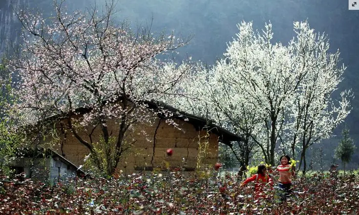Tranh tô màu cành hoa mai - Tô màu đón Tết Nguyên Đán 29