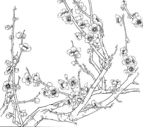 Tranh tô màu cành hoa mai - Tô màu đón Tết Nguyên Đán 68