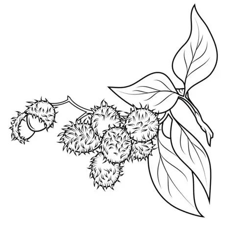 Tranh Tô Màu Cây Dừa Dễ Thương Cho Trẻ Em 53