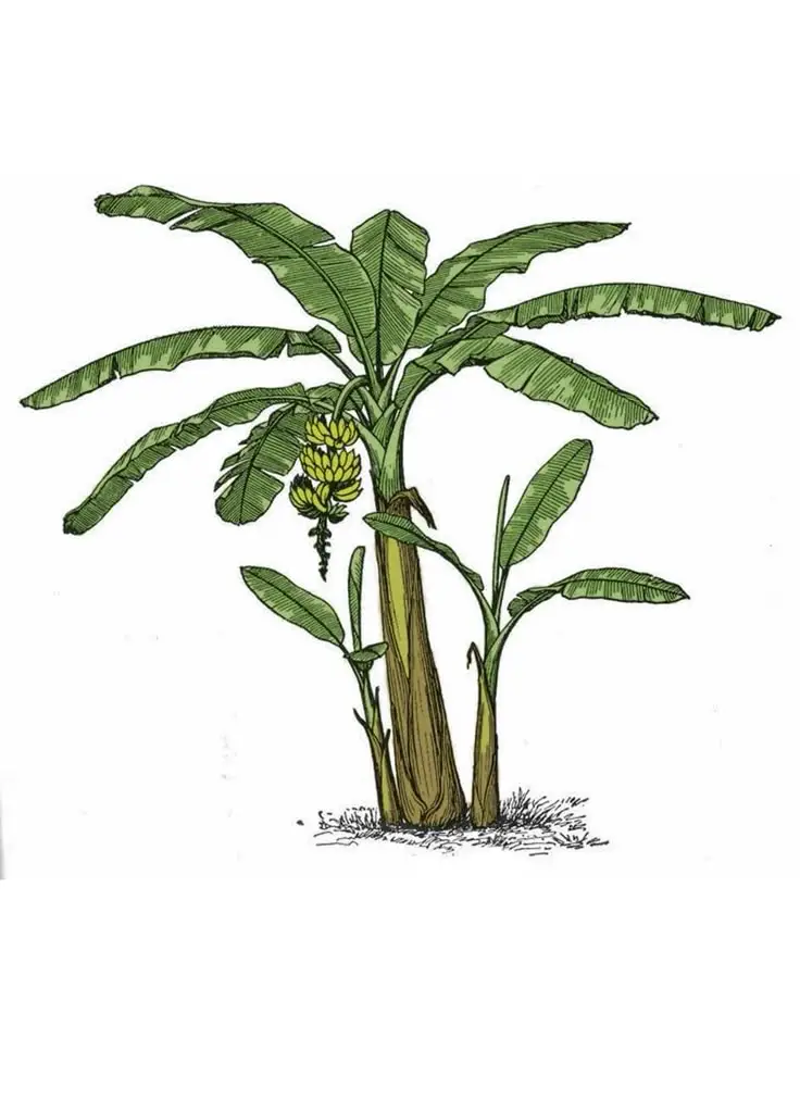 Tranh Tô Màu Cây Dừa Dễ Thương Cho Trẻ Em 61