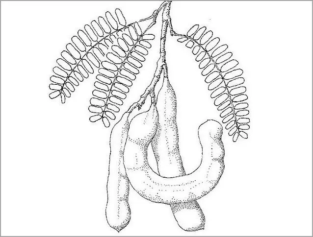 Tranh Tô Màu Củ Cà Rốt Ngộ Nghĩnh 60