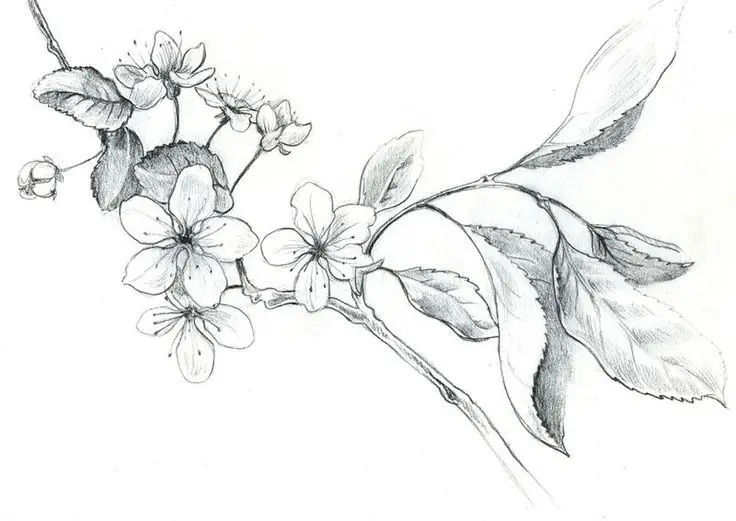 Tranh tô màu hoa đào – Tươi tắn cho ngày Tết 59