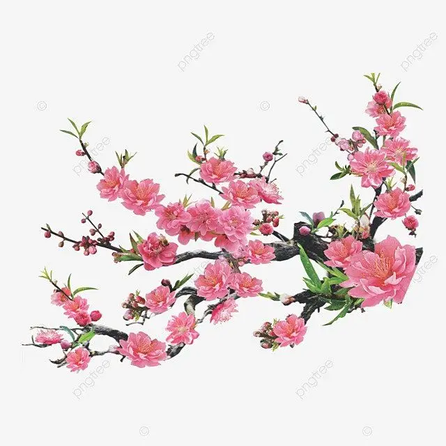 Tranh tô màu hoa đào – Tươi tắn cho ngày Tết 64