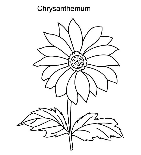 Tranh Tô Màu Hoa Cúc Ngọt Ngào 5