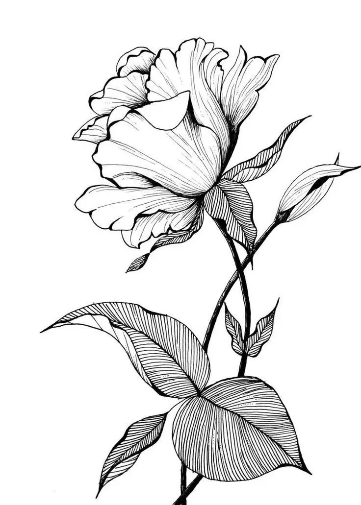 Tranh Tô Màu Hoa Cúc Ngọt Ngào 10