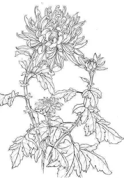 Tranh Tô Màu Hoa Cúc Ngọt Ngào 19