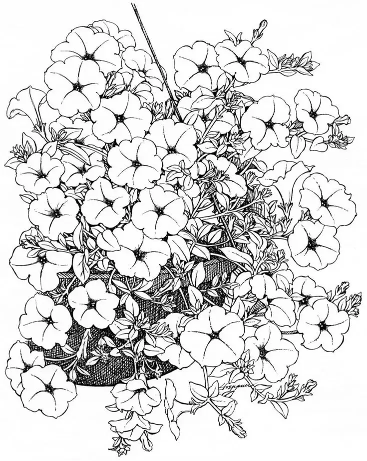 Tranh Tô Màu Hoa Cúc Ngọt Ngào 35