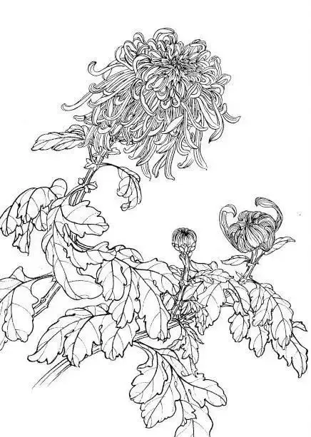 Tranh Tô Màu Hoa Cúc Ngọt Ngào 36