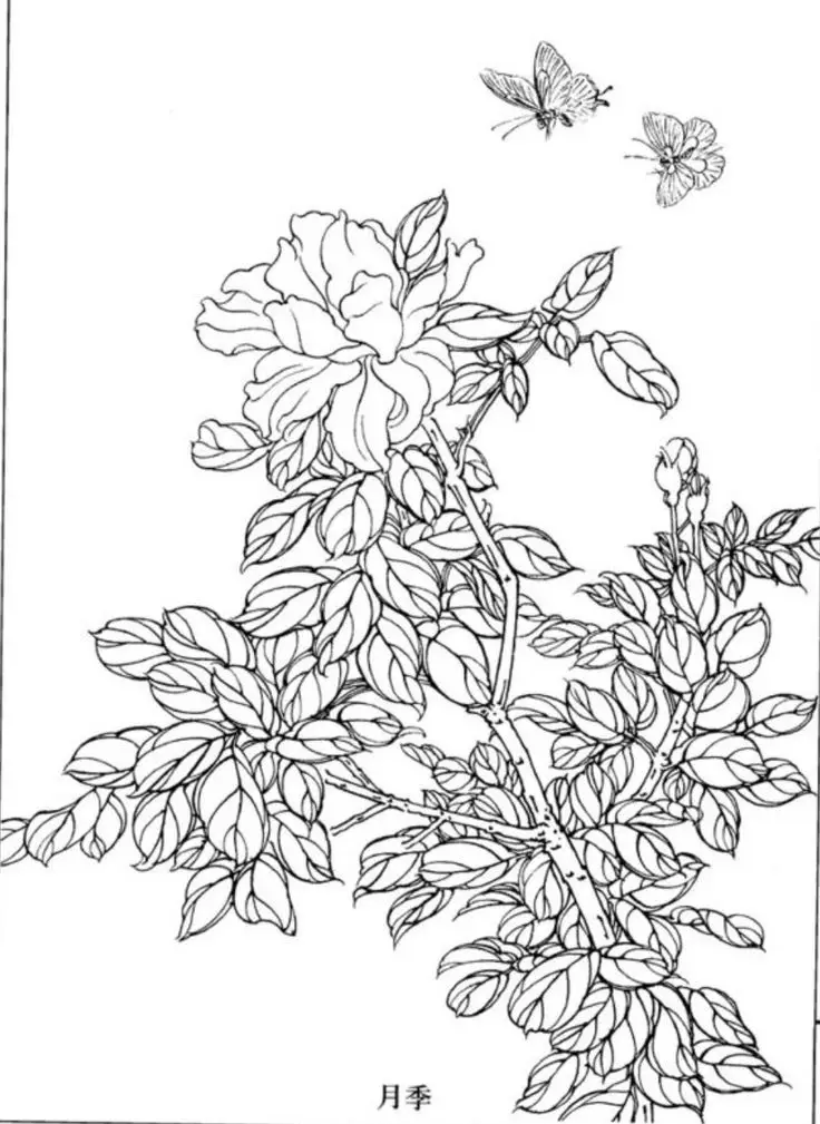 Tranh Tô Màu Hoa Cúc Ngọt Ngào 38