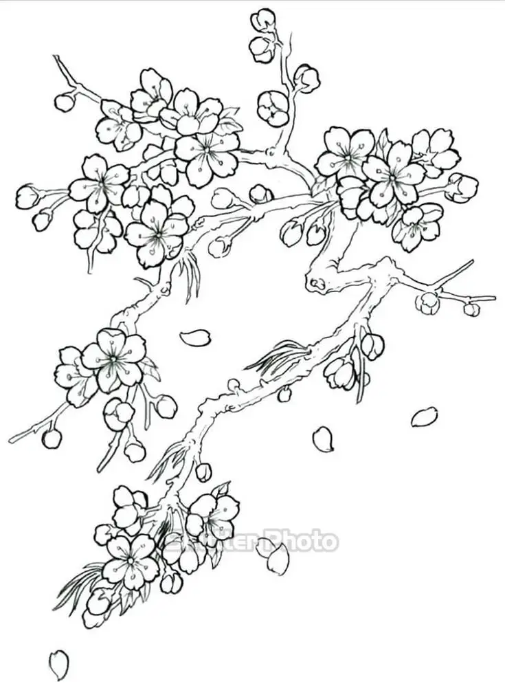 Tranh Tô Màu Hoa Cúc Ngọt Ngào 56