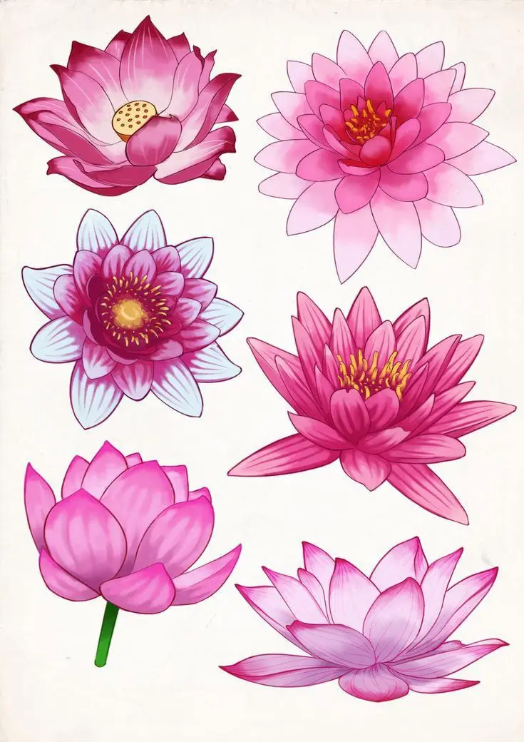 Tranh Tô Màu Hoa Sen Đẹp Để Giải Tỏa Căng Thẳng 29