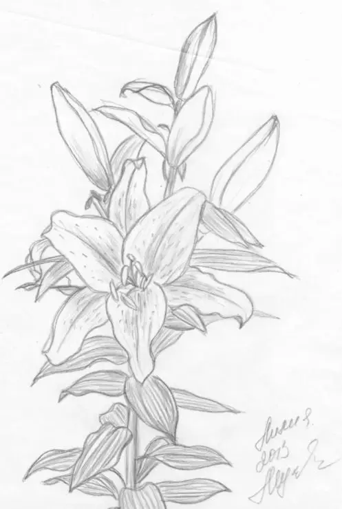 Tranh Tô Màu Hoa Tulip - Những Bông Hoa Rực Rỡ 38