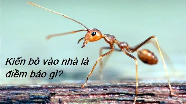 Tranh Tô Màu Múa Lân Dịp Tết 61